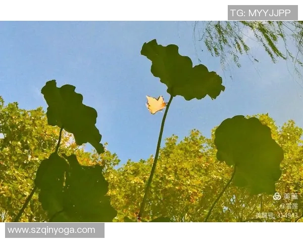 广州排球队的辉煌之路与突破成就全景回顾